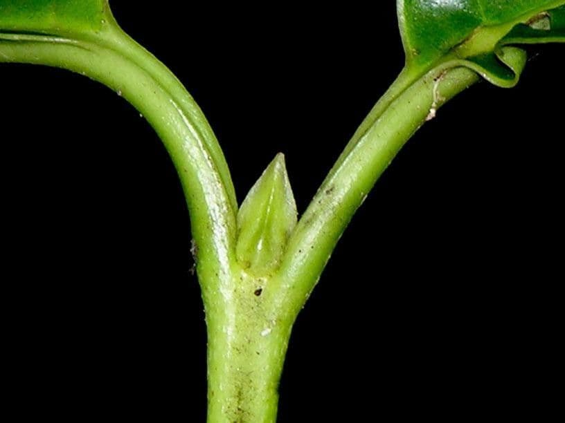 Chione venosa 16