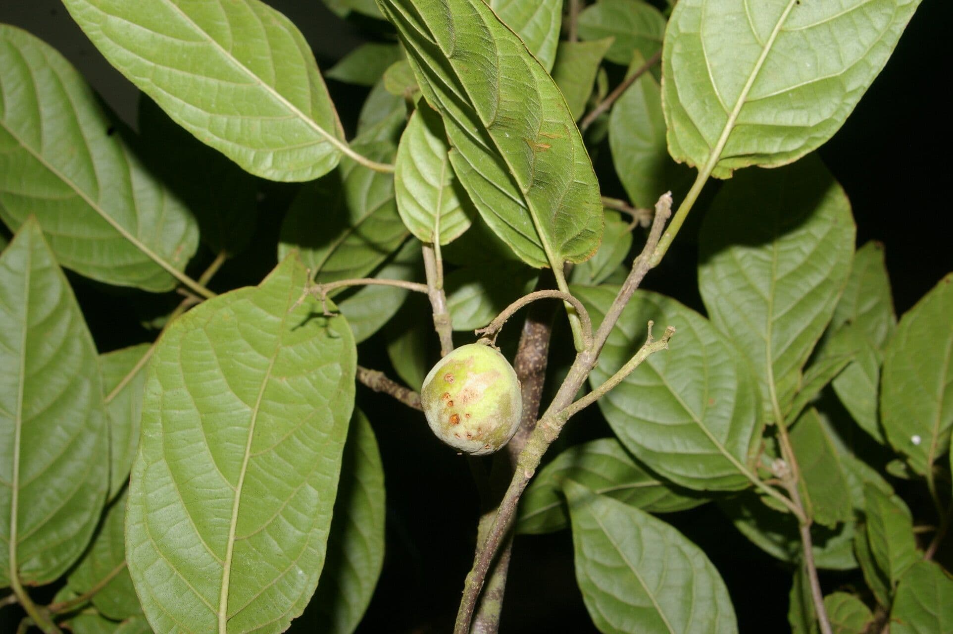 Guettarda 5