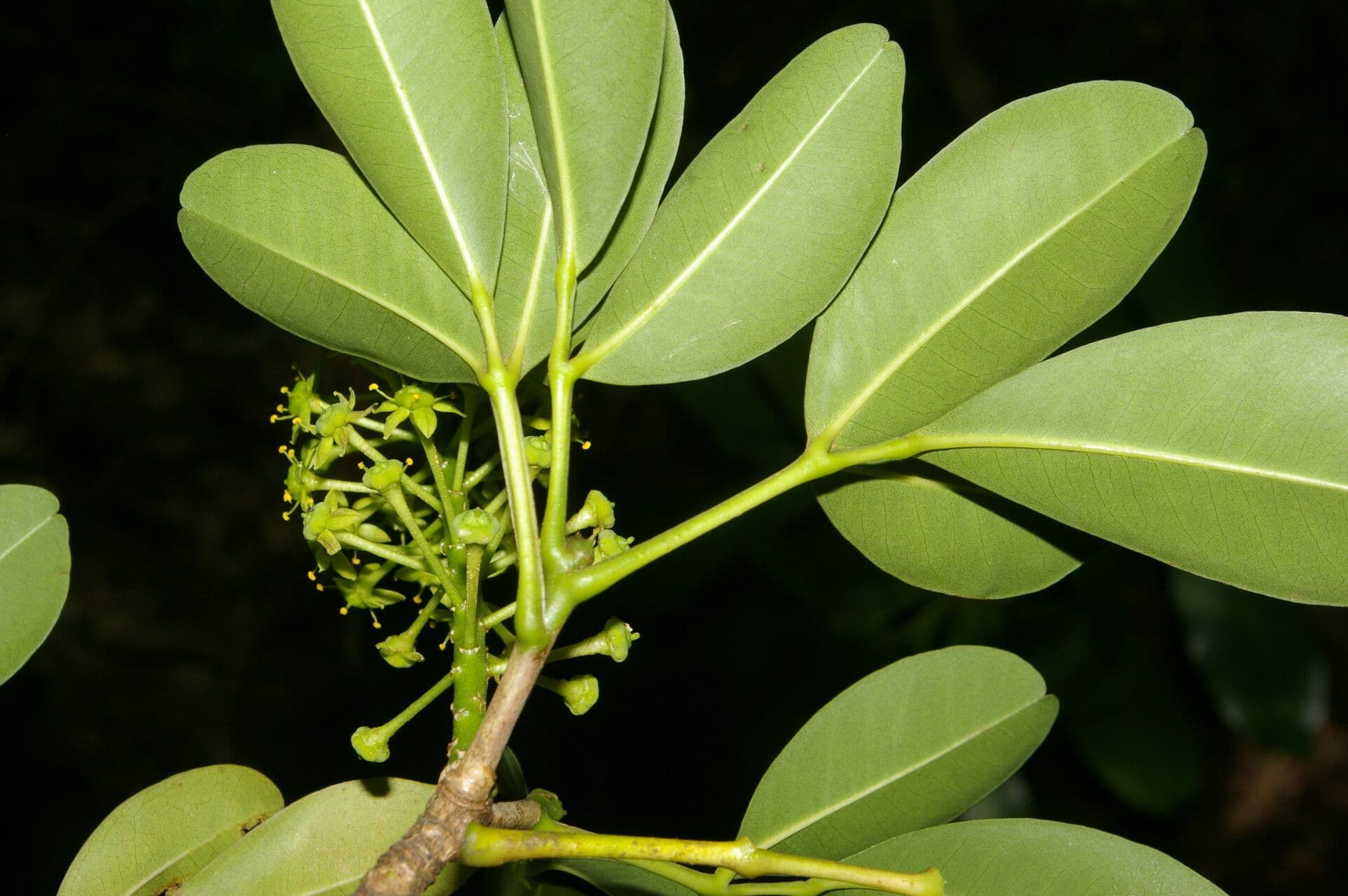 Aceitillo 6