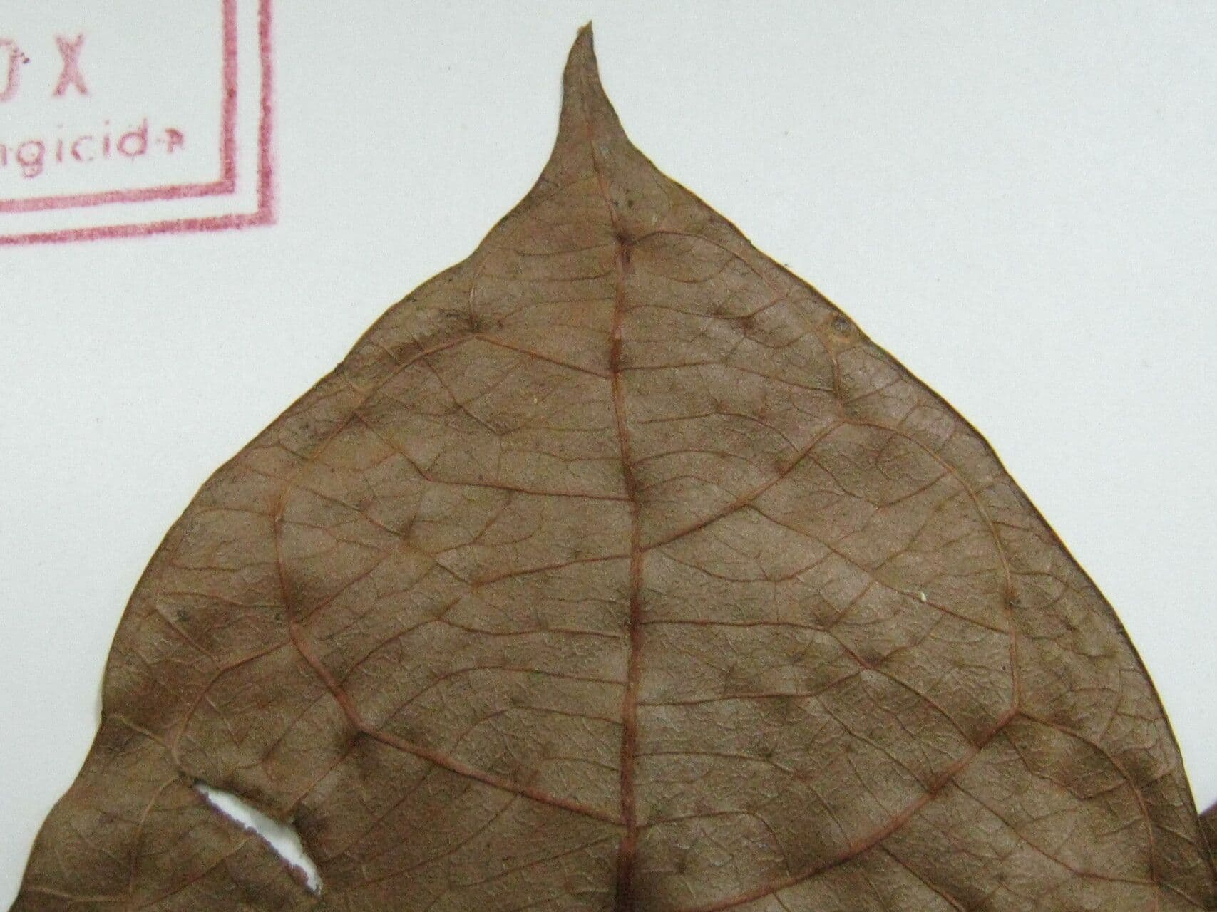 Richeria grandis 13