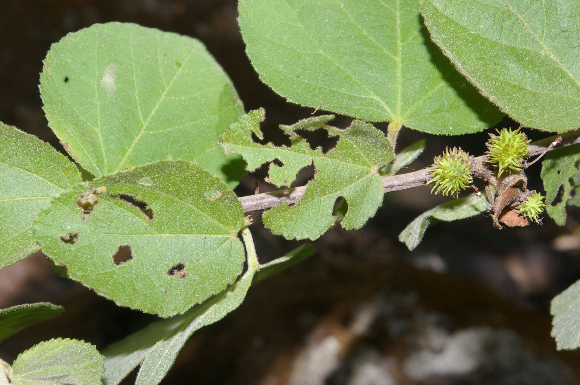 Ayenia 9