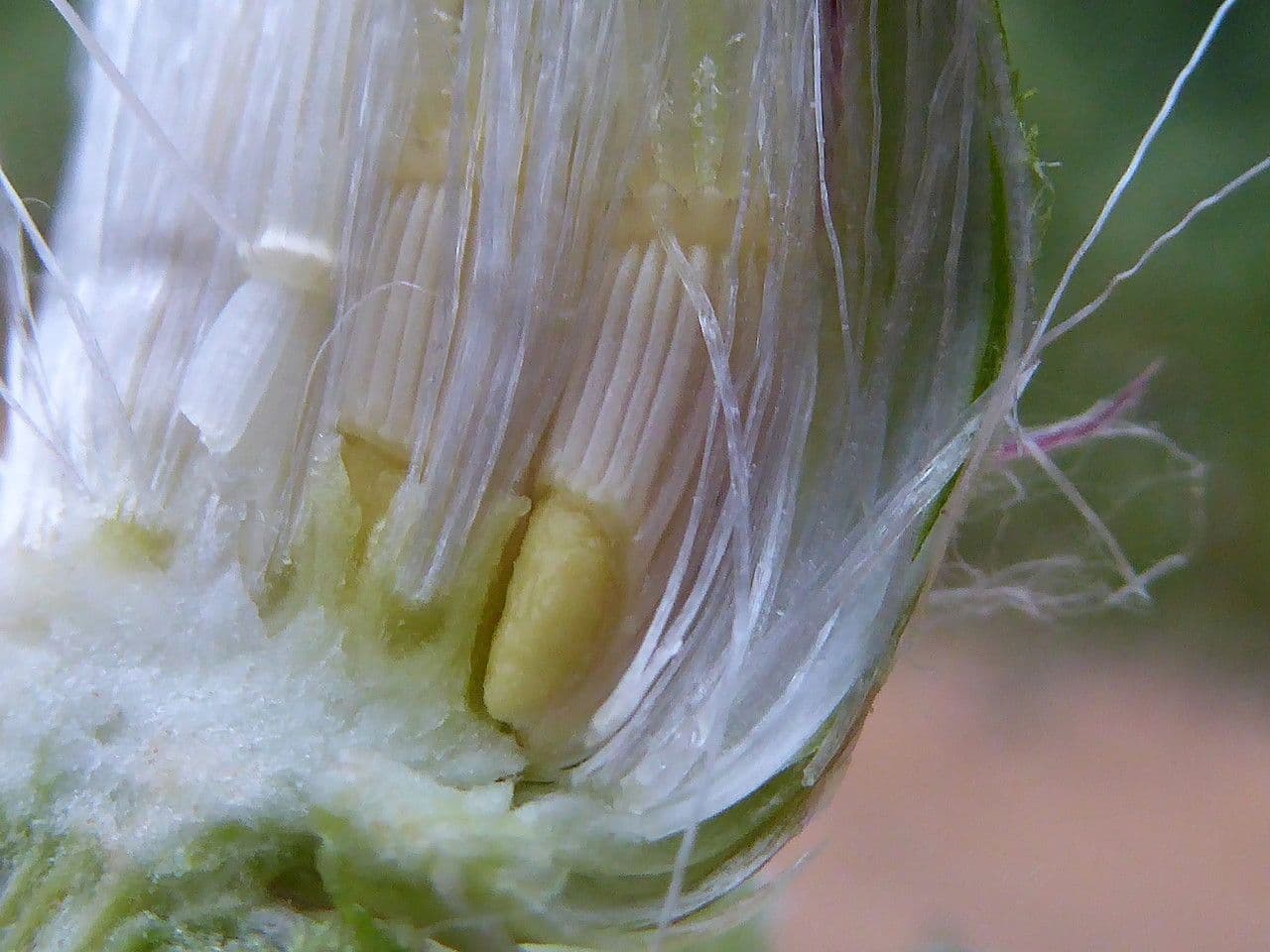 Wegdistel 4