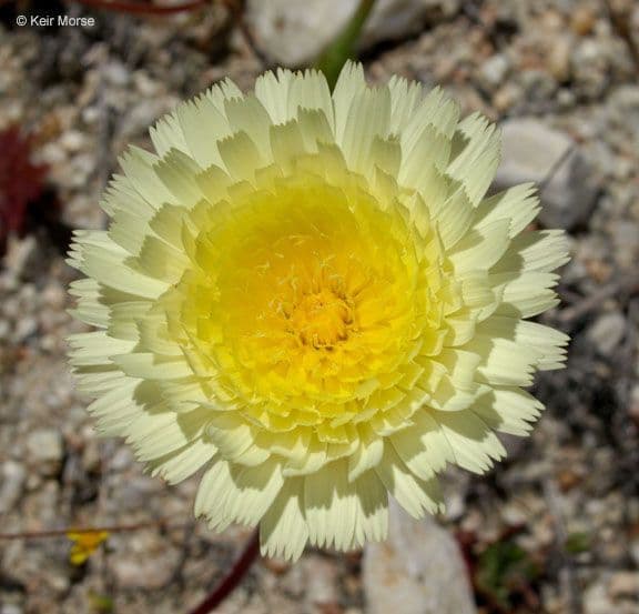 Malacothrix californiana 3