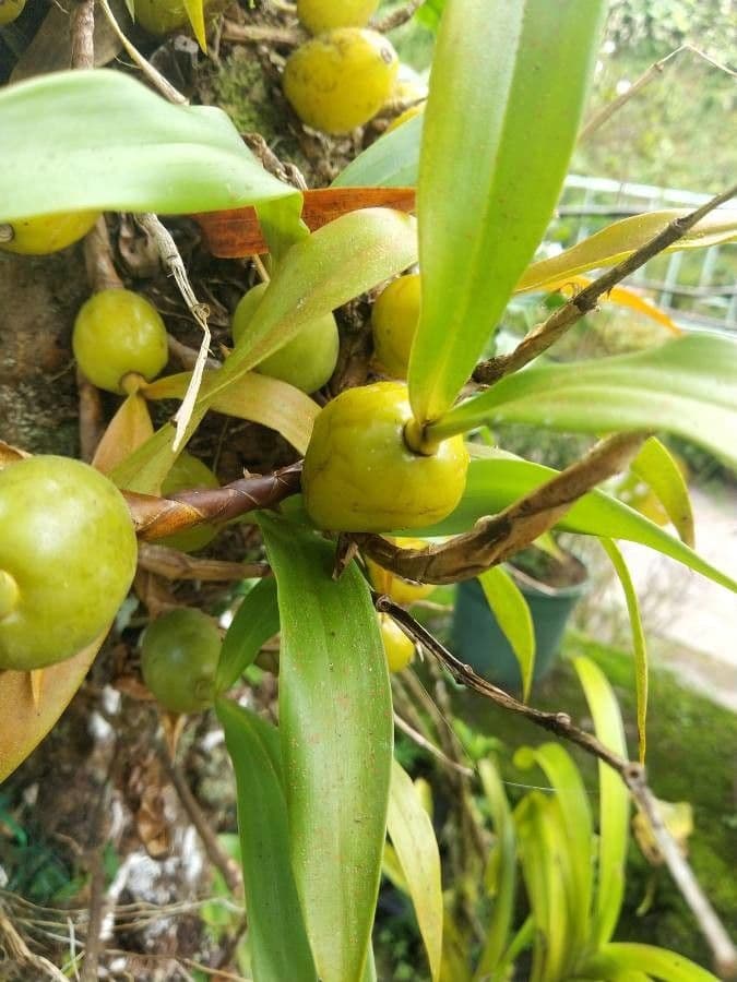 Bulbophyllum