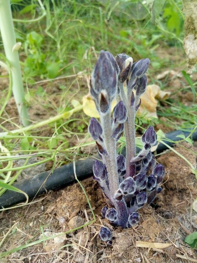 Succiamele minore