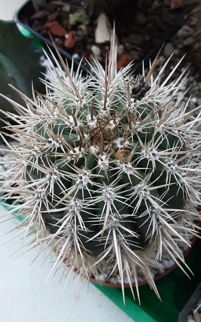 Coleocephalocereus