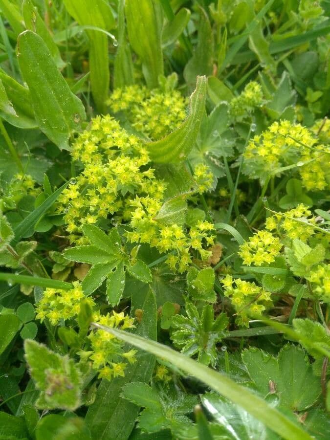 Alchemilla 6