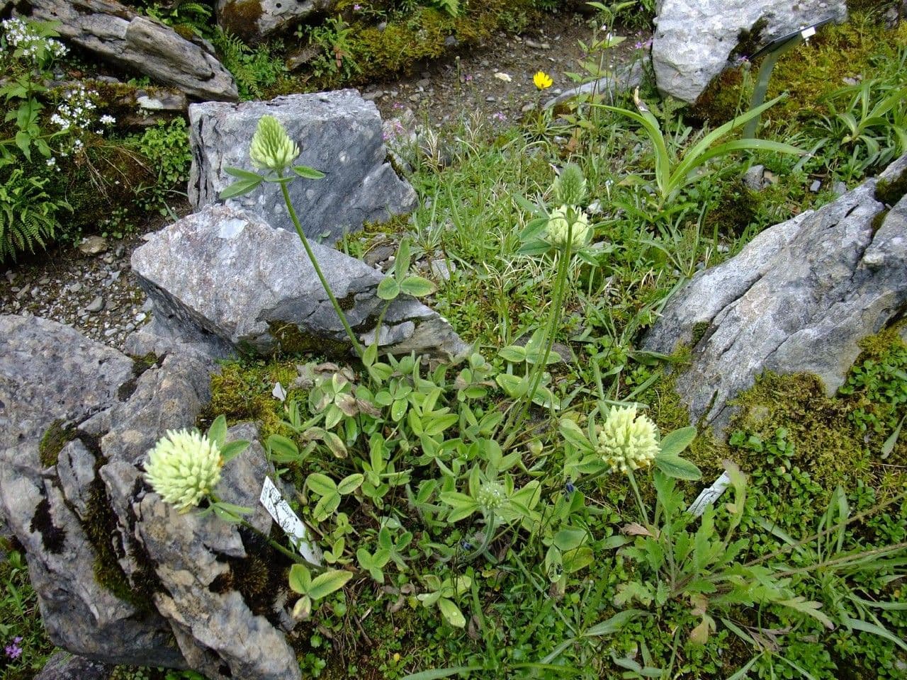 Trifoglio 6