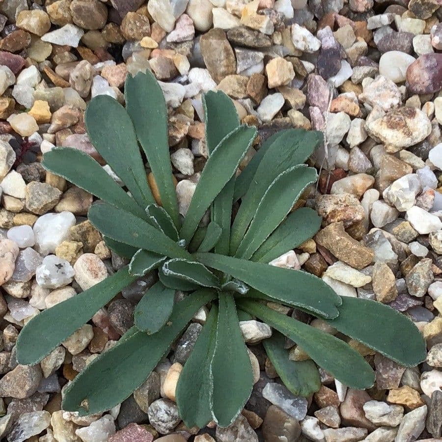 Senecione 6
