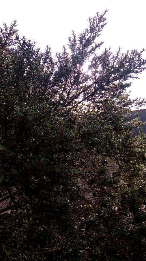 Nothofagus 10