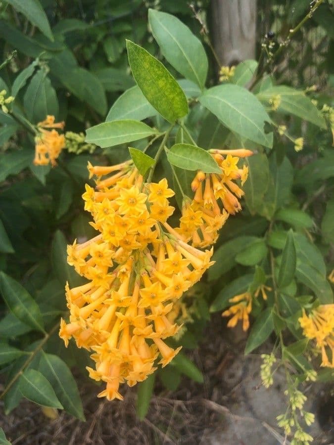 Cestrum 7