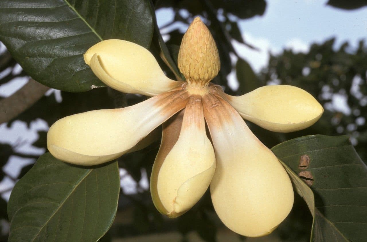 Magnolia 3