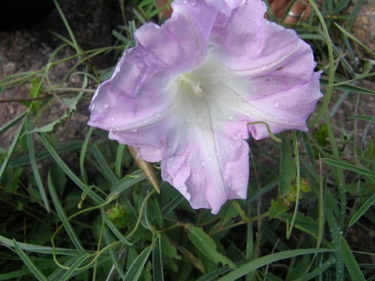 Lindheimers Prunkwinde 6