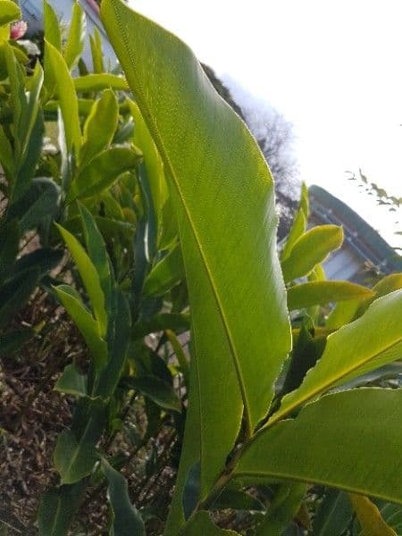 Zázvor purpurový 17