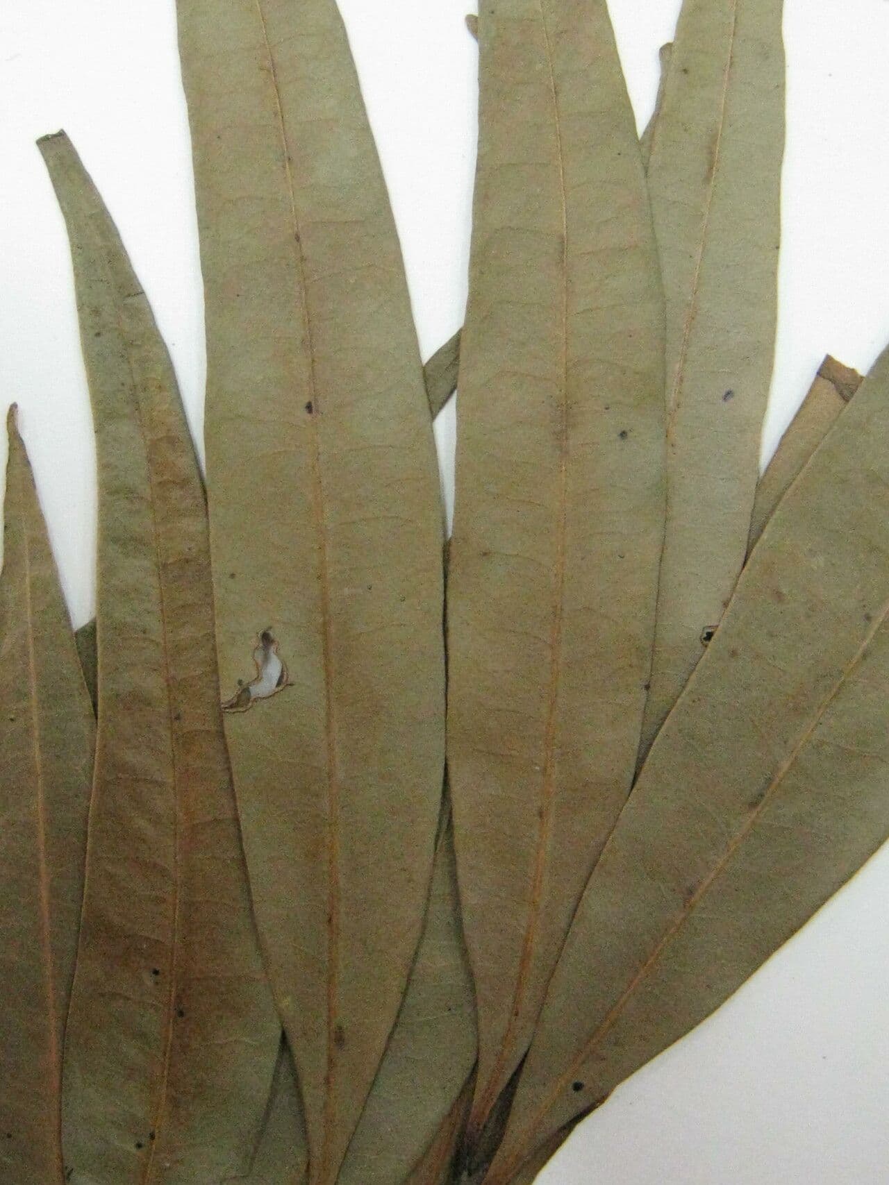 Ocotea 3