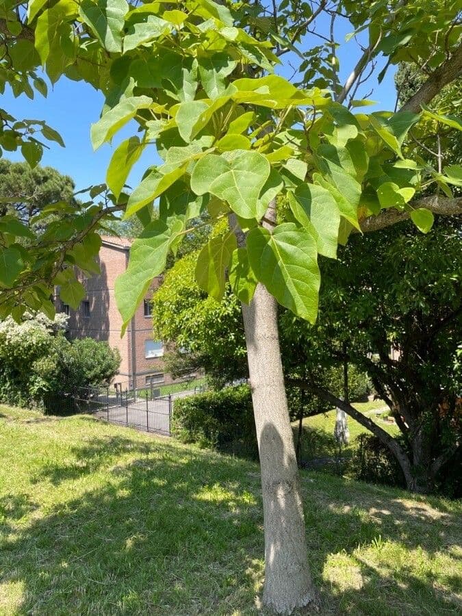Catalpa comune 16