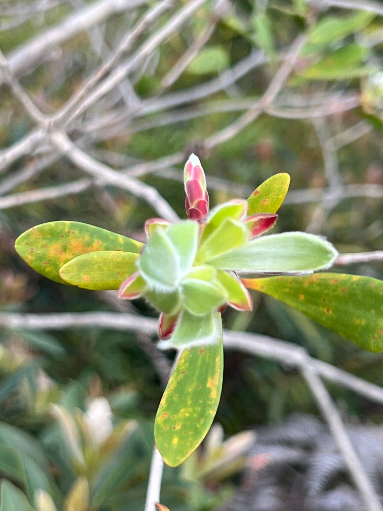 Melaleuca 18