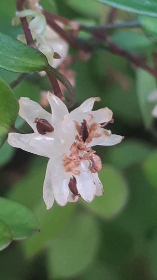 Muehlenbeckia complexa 8