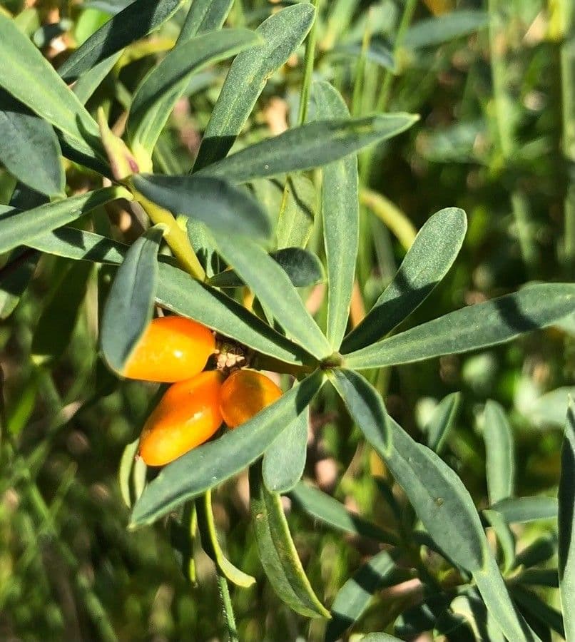 Dafne striata