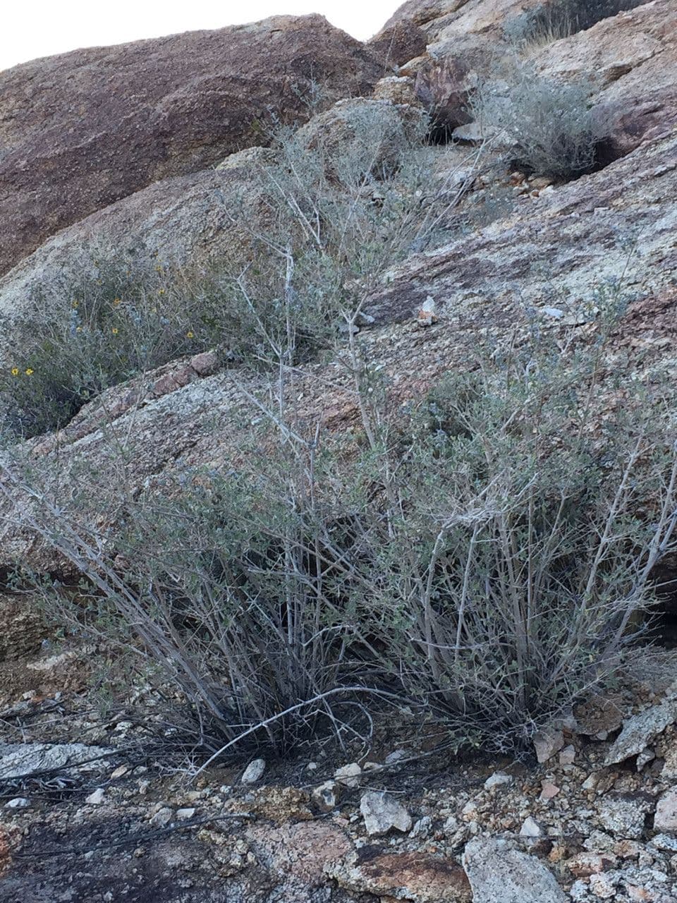 Lavanda del deserto 9