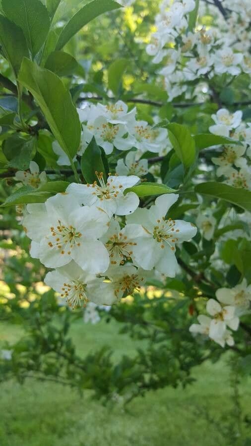 Sargent-Apfel 8