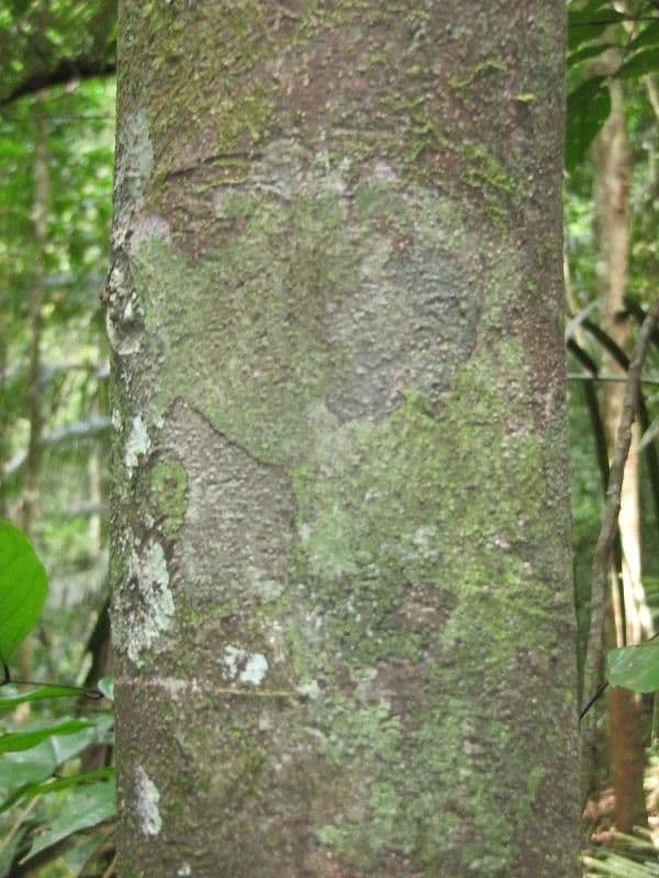 Talisia 10