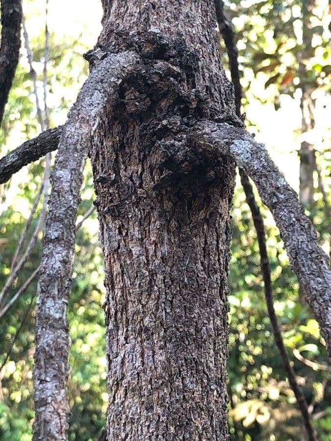 Gymnostoma 13