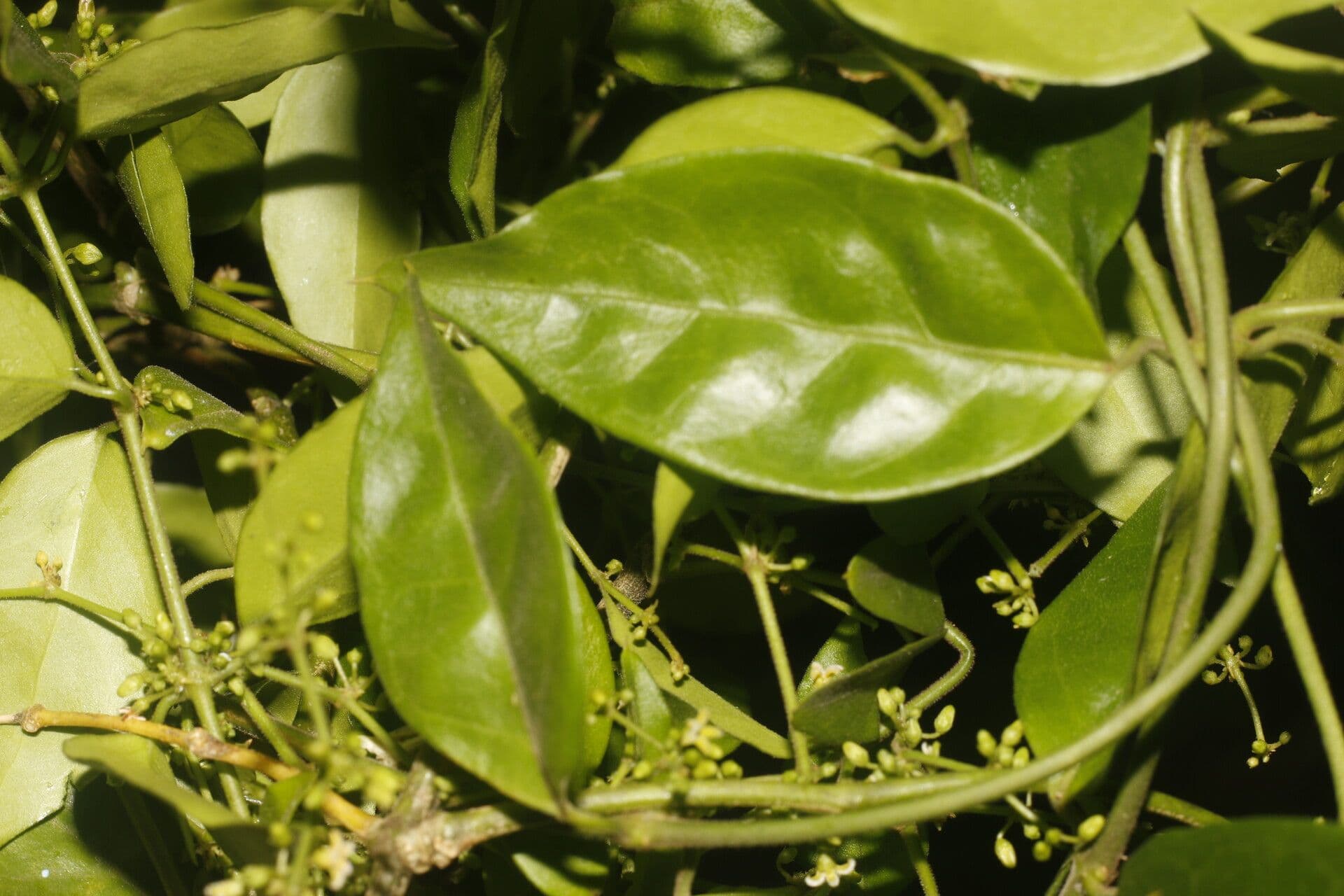 Tassadia 12