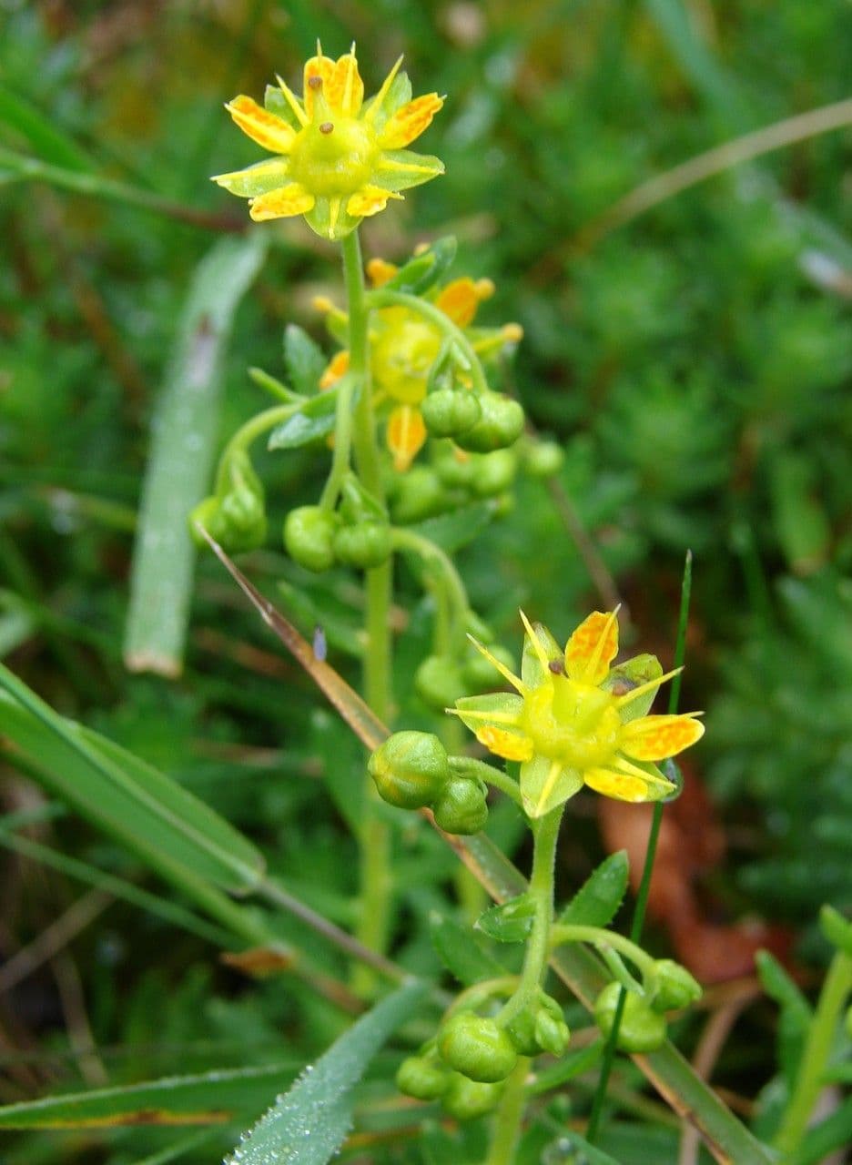 Sassifraga gialla 26