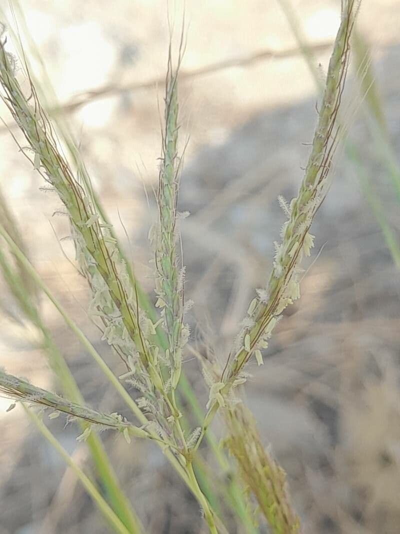 Dichanthium annulatum 6