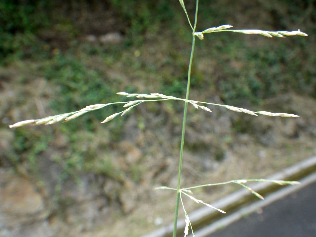 Gramigna delle saline 10