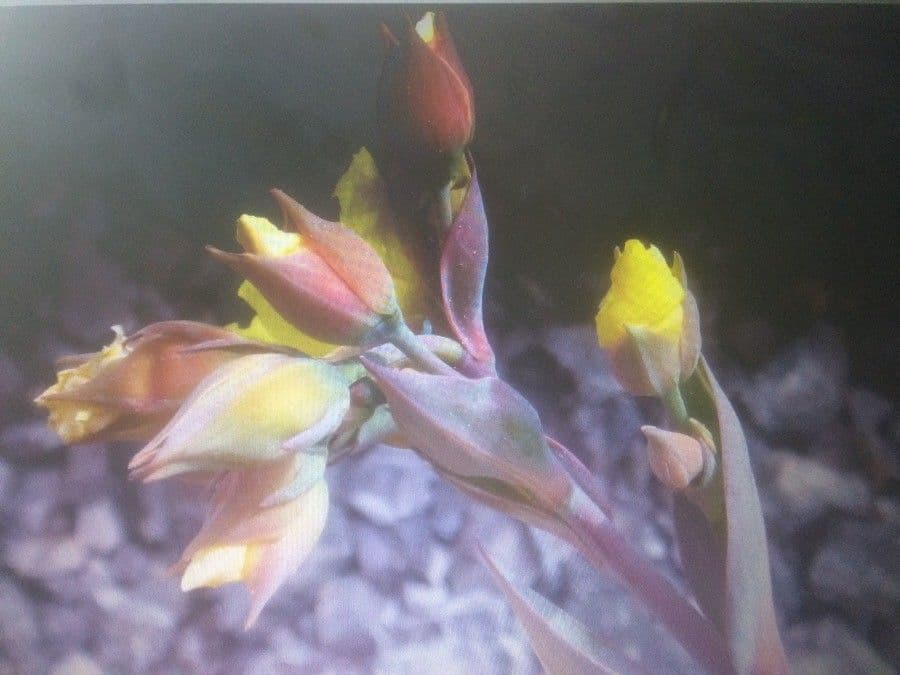 Tuberaria 2