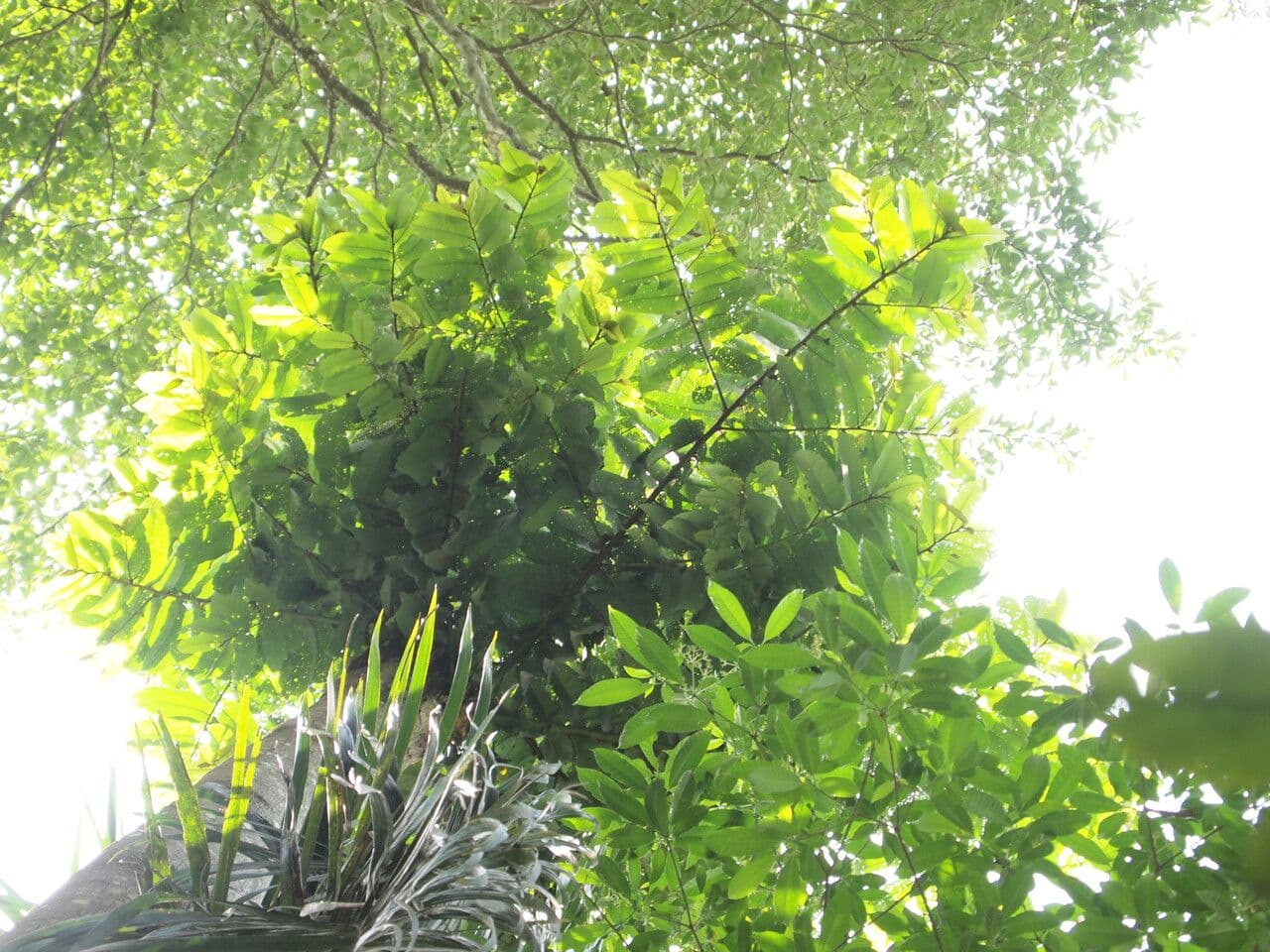 Pycnanthus 3