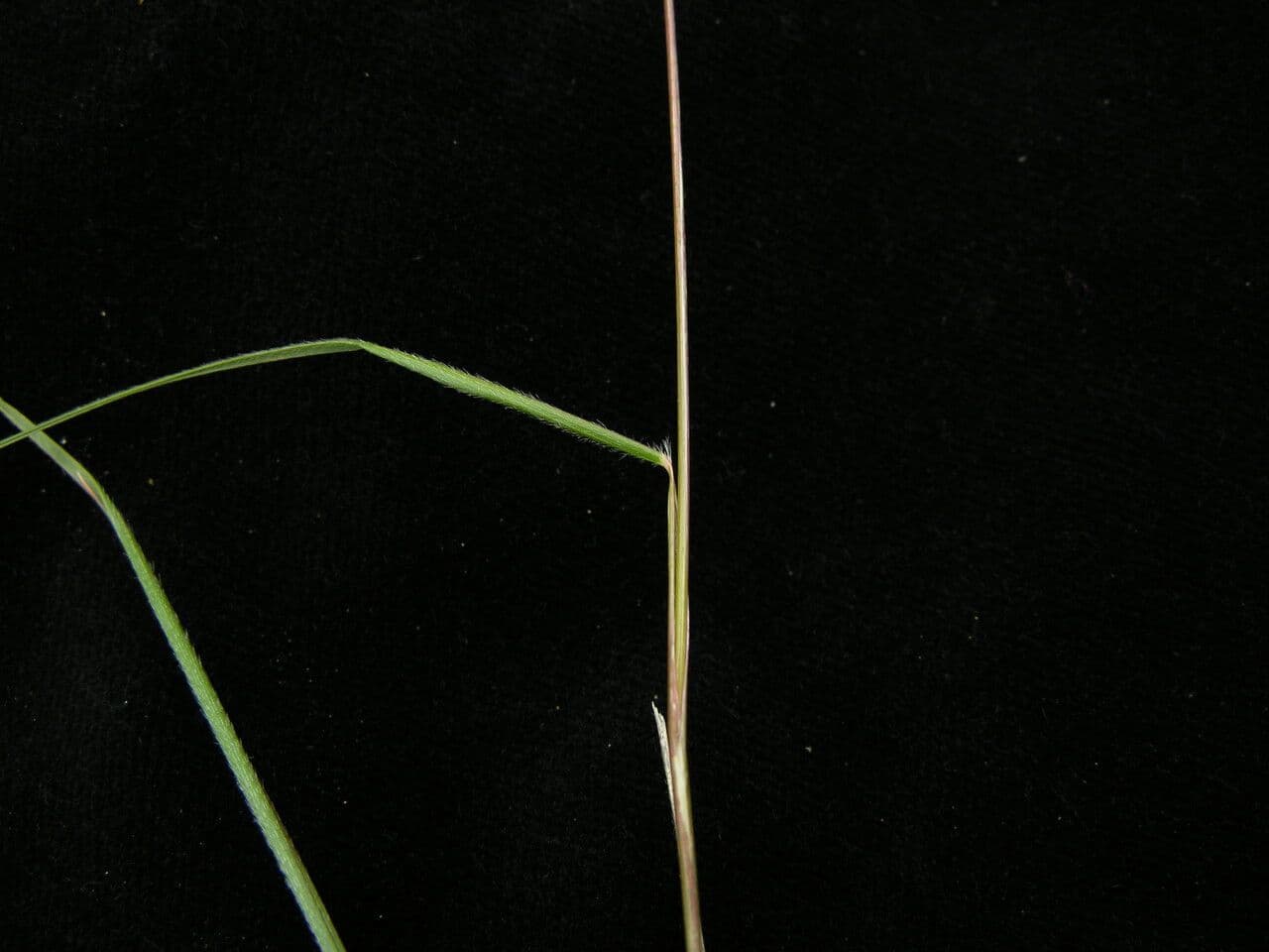 Tenaxia 3