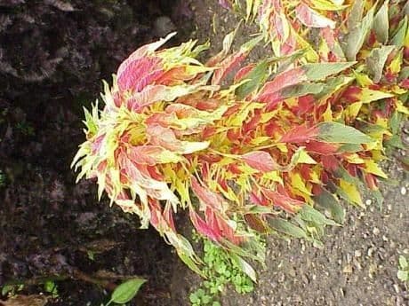 Amaranto tricolore 12
