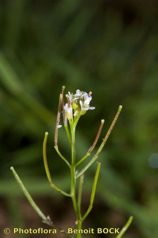Cardamine parviflora 26