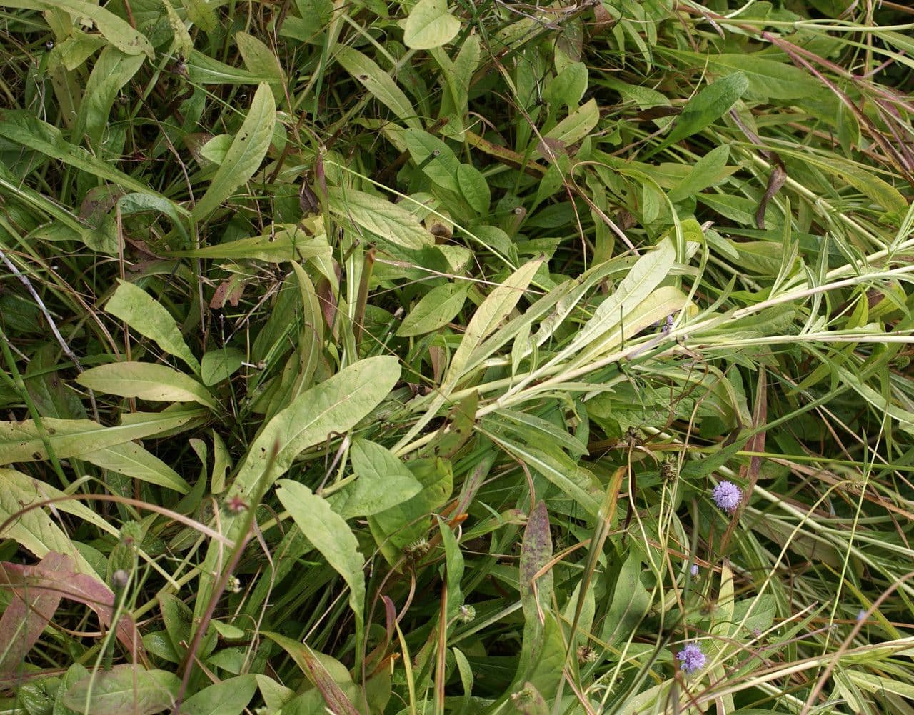 Succisella 18
