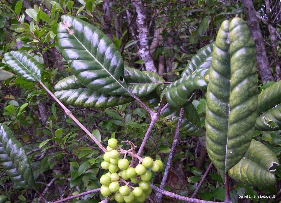 Dutaillyea trifoliolata 10