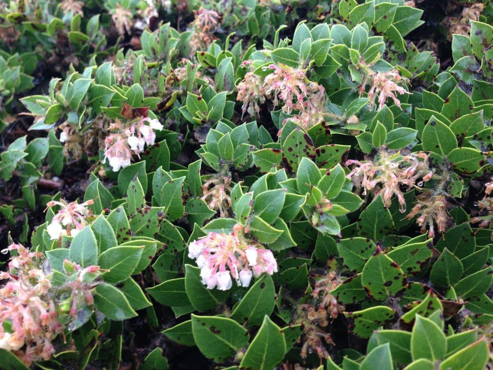 Arctostaphylos 8