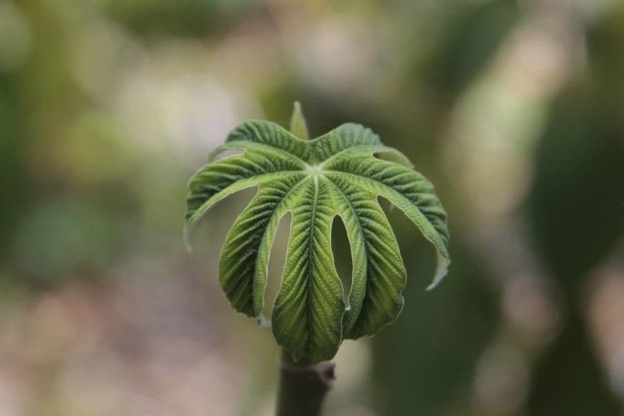 Cecropia 17