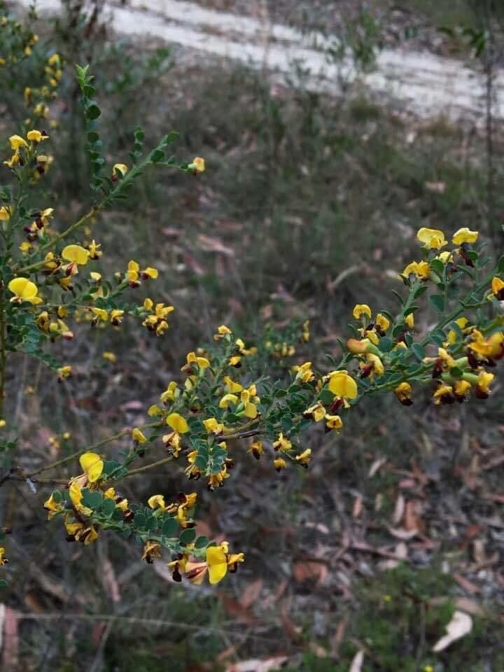 Bossiaea rhombifolia