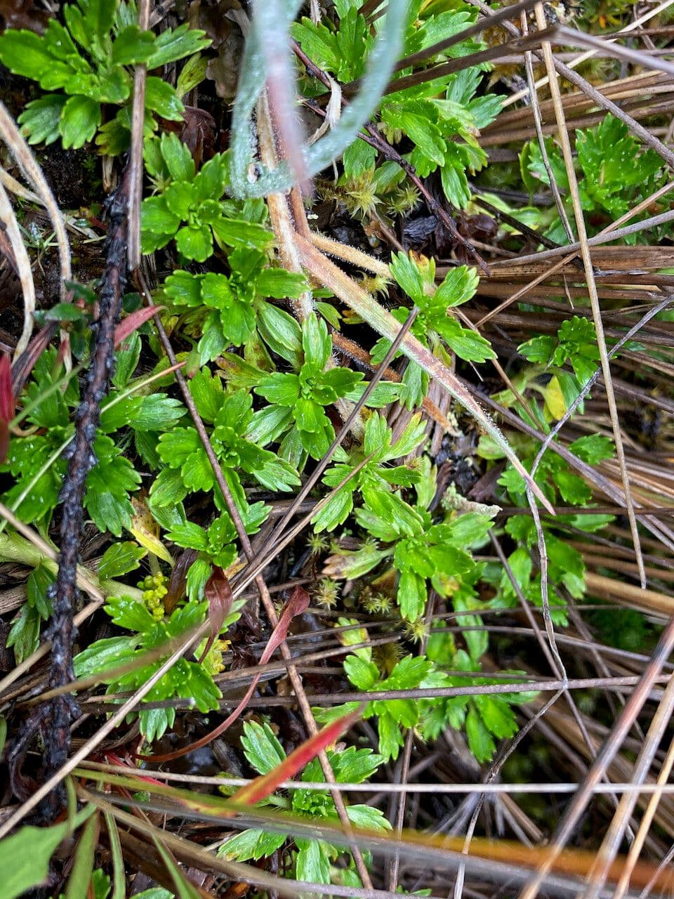Azorella 3
