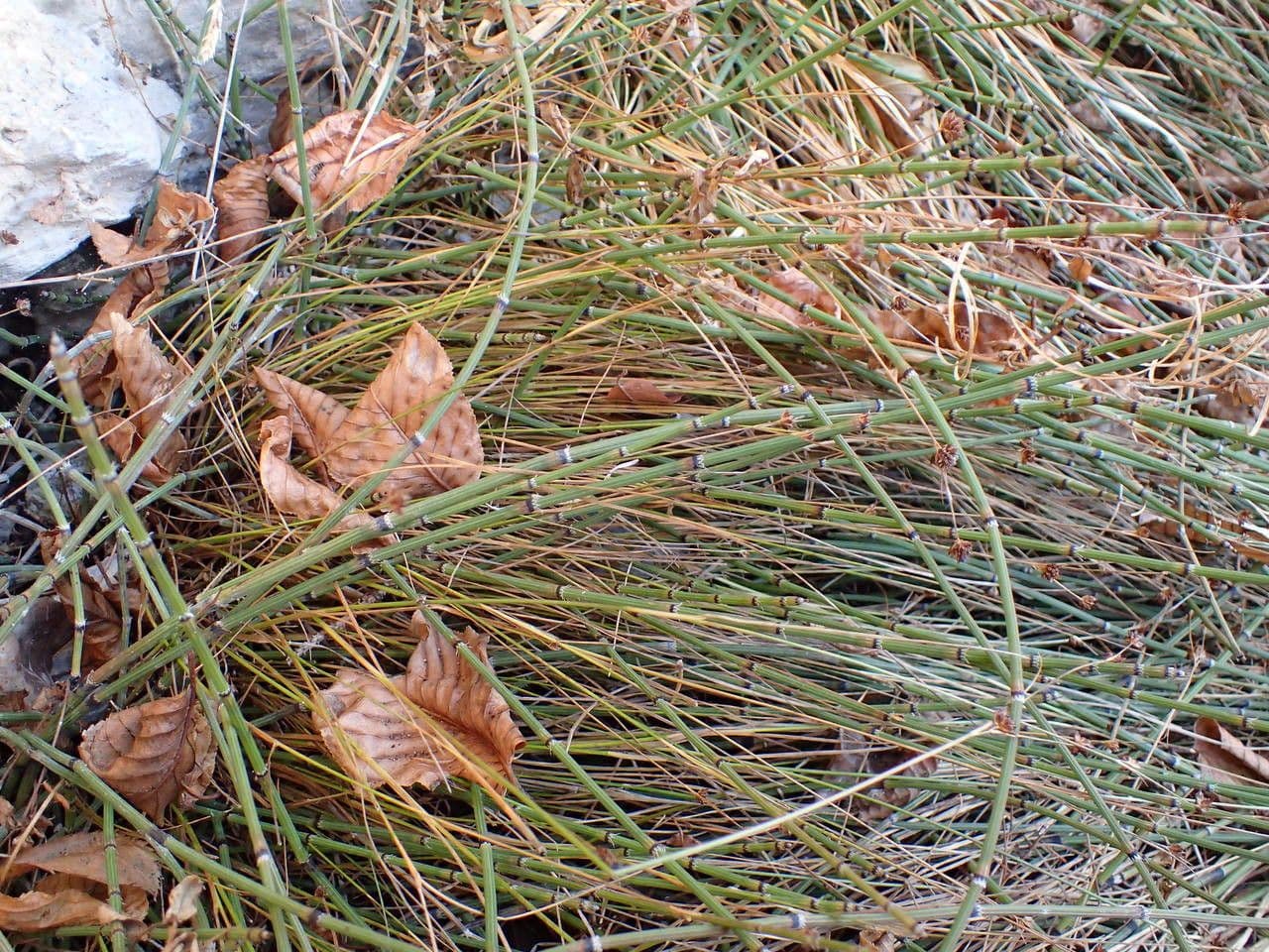 Equiseto variegato 5