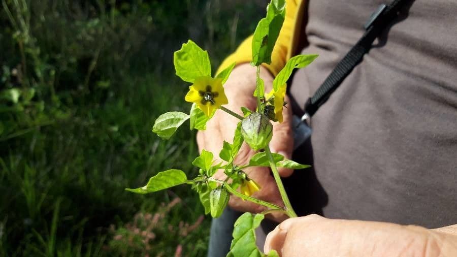 Moruše physalis 6