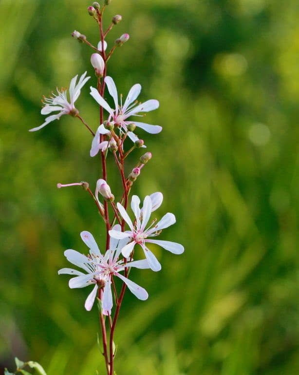 Teerblume 3