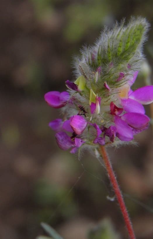 Dalea 5