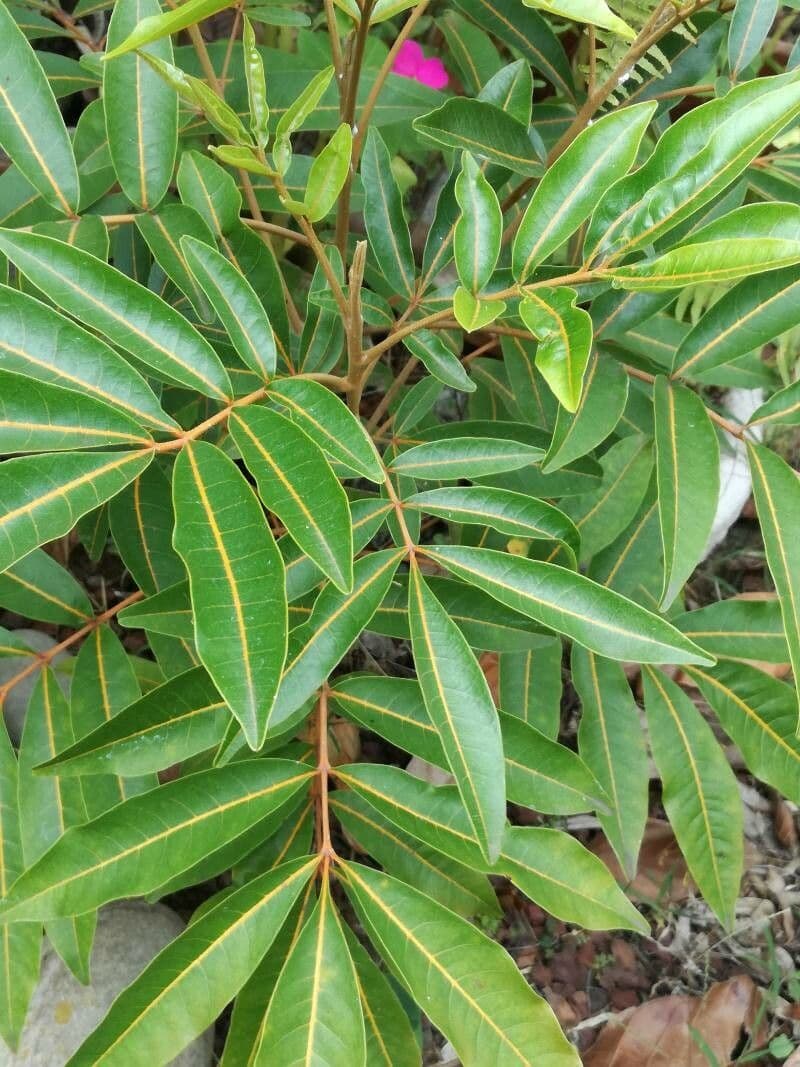 Cossinia pinnata 16