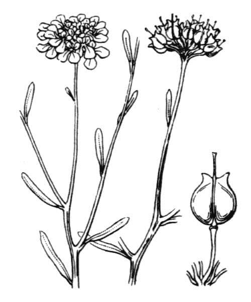Schiffchenblättrige Schleifenblume 28