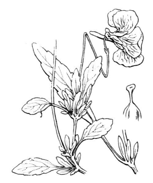 Viola con sperone 21