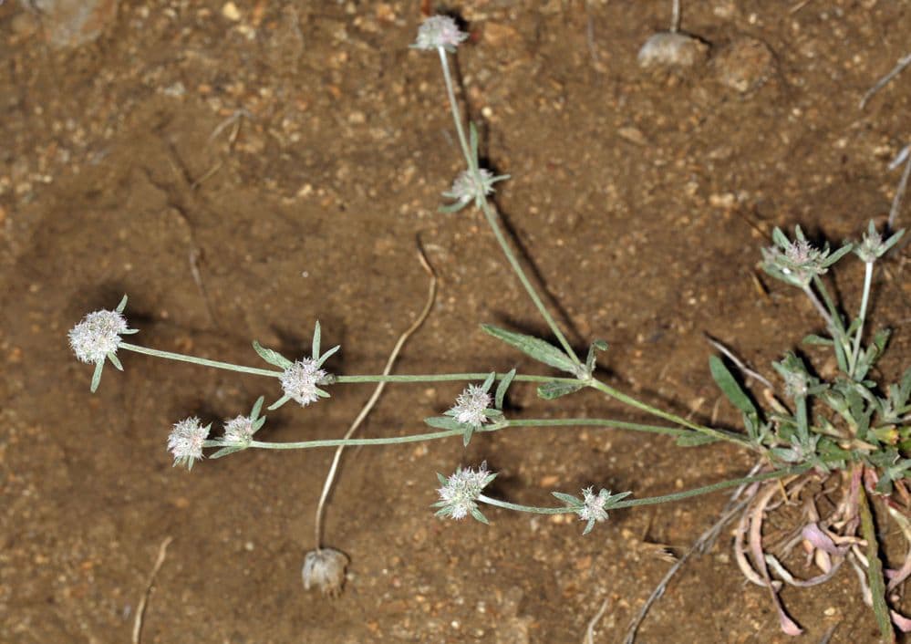 Chorizanthe 9